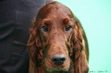 Crufts2011 393